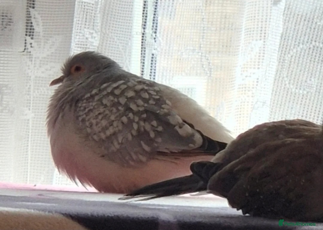 Doves birds for sale: Diamond dove to a good home (read desc  in Bedford - Advert 1