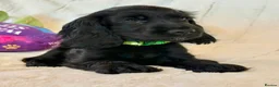 Cocker Spaniel dogs for sale: Health Tested KC Reg Showline Cocker Spaniel Pups - Advert 17