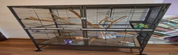Sugar Glider rodents for sale: Two beautiful sugar gliders in Stoke-on-Trent - Advert 5