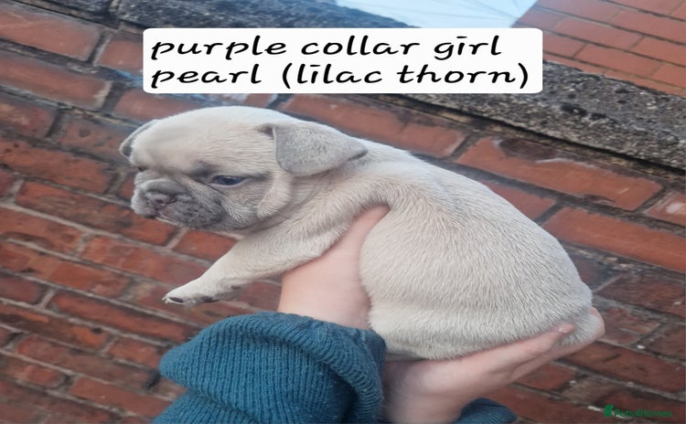French Bulldog dogs - Advert 1
