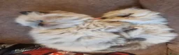 Persian cats for sale: Blue point, doll face, persian kittens - Advert 10