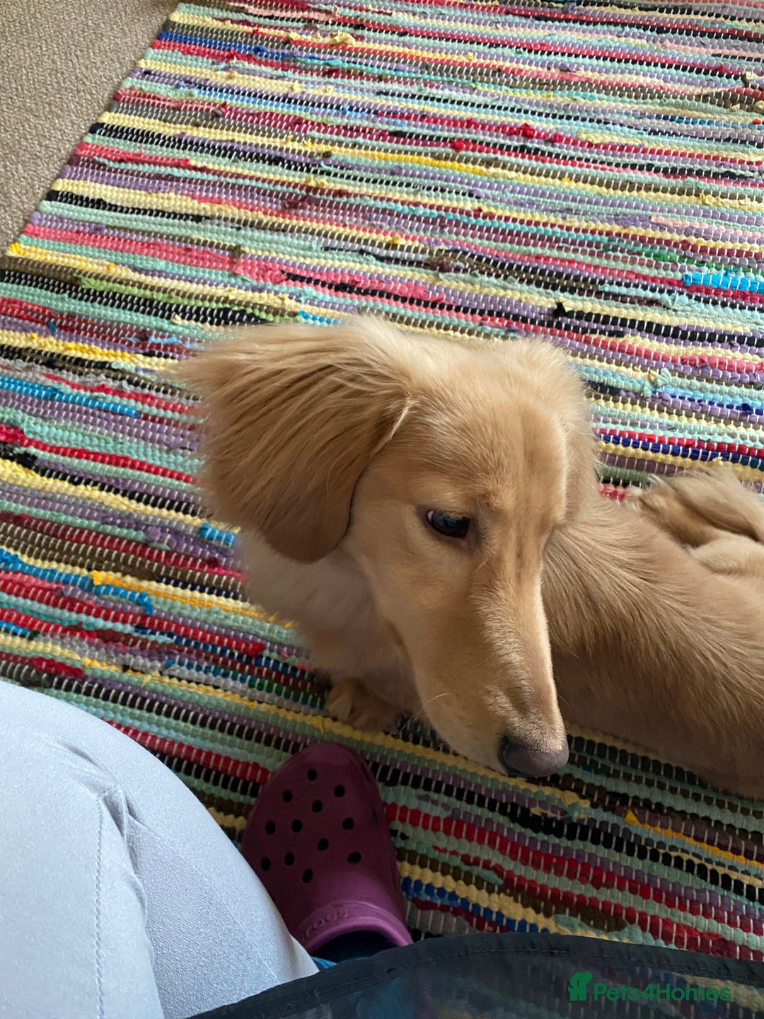 Miniature Dachshund dogs for stud: Stud Service Only - Advert 3