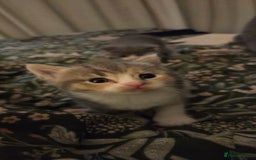 Mixed Breed cats for sale: 2 kittens  - Image 5