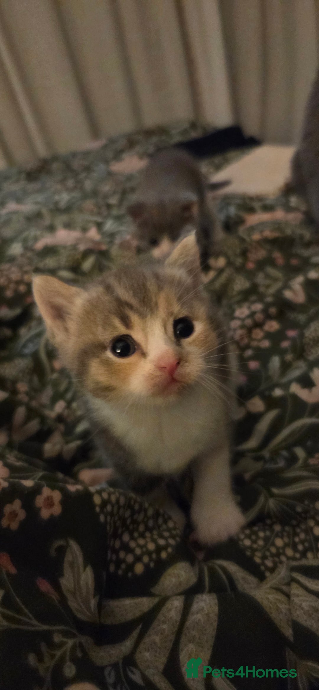 Mixed Breed cats for sale: 2 kittens  - Image 5