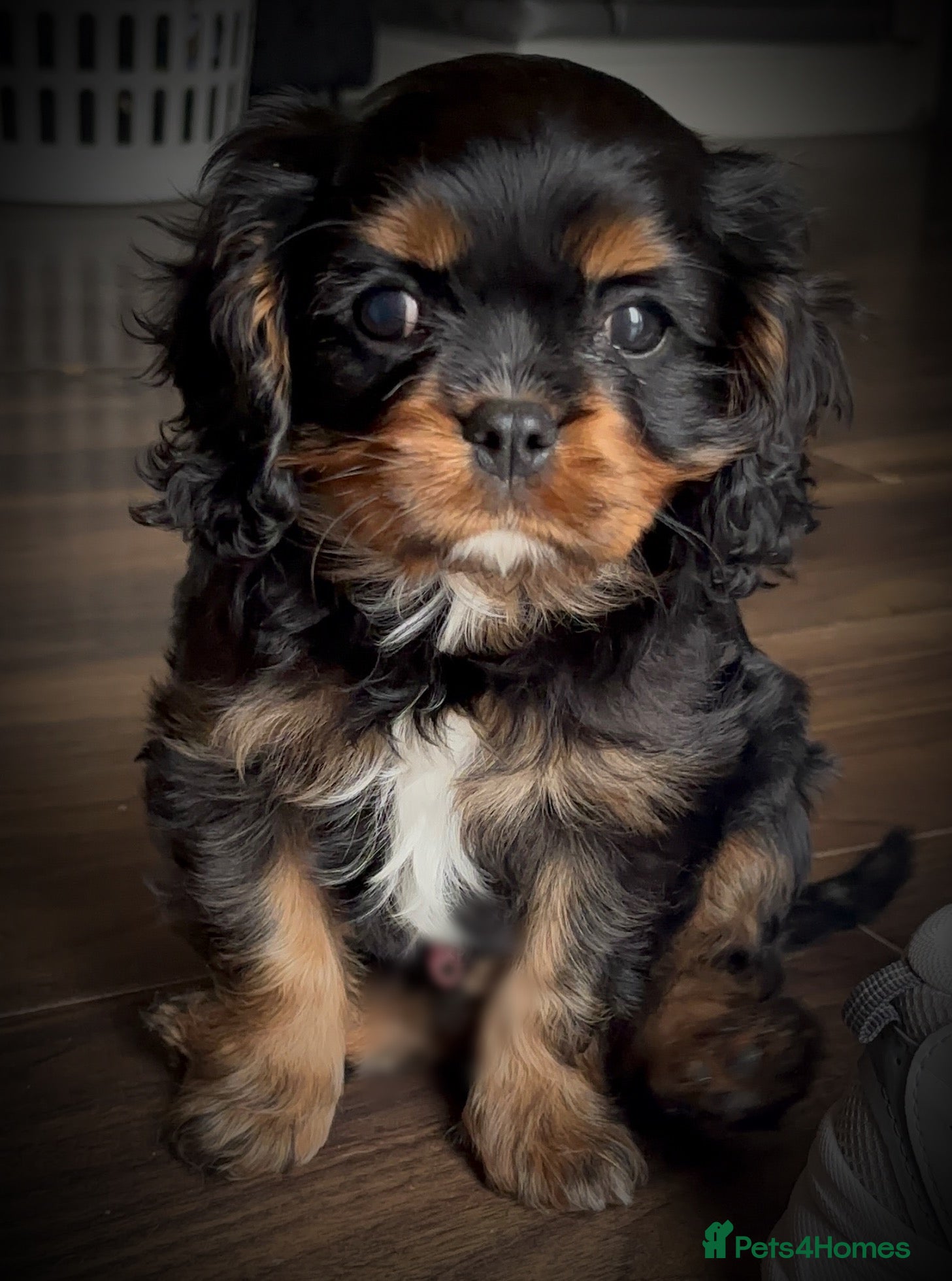 Cavalier King Charles Spaniel dogs Cavalier baby boy  - Advert 11