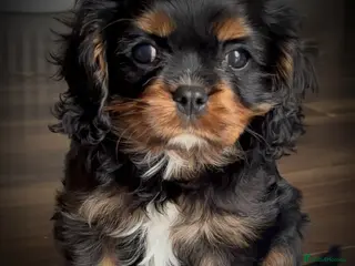 Cavalier King Charles Spaniel dogs Cavalier baby boy - Advert 11