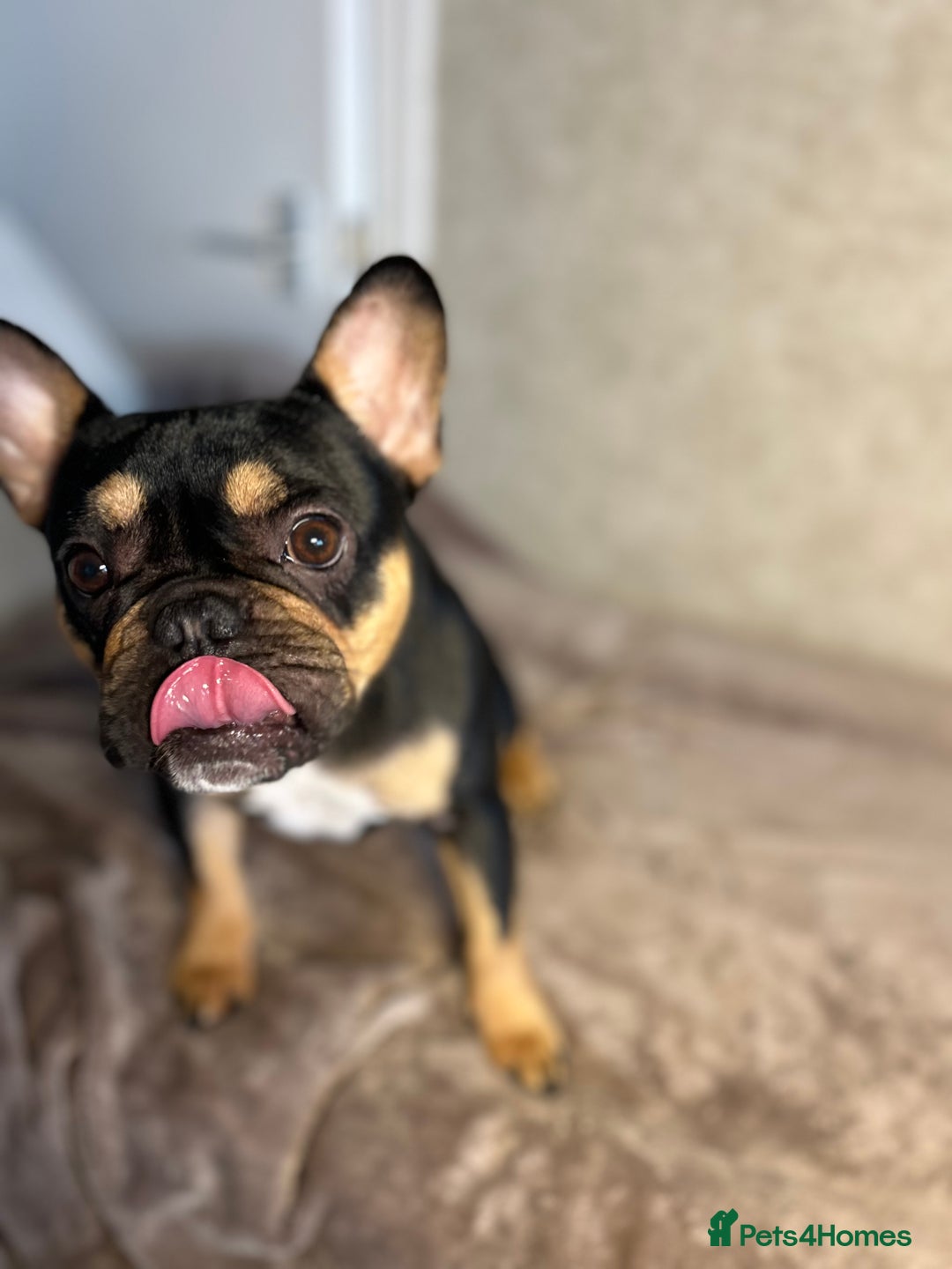 French Bulldog dogs for sale: 1 year old French bulldog for sale  - Image 2