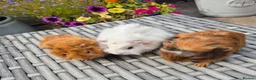 Guinea Pig rodents for sale: Beautiful Baby Sows Smooth and Funkyy Coats - Advert 2