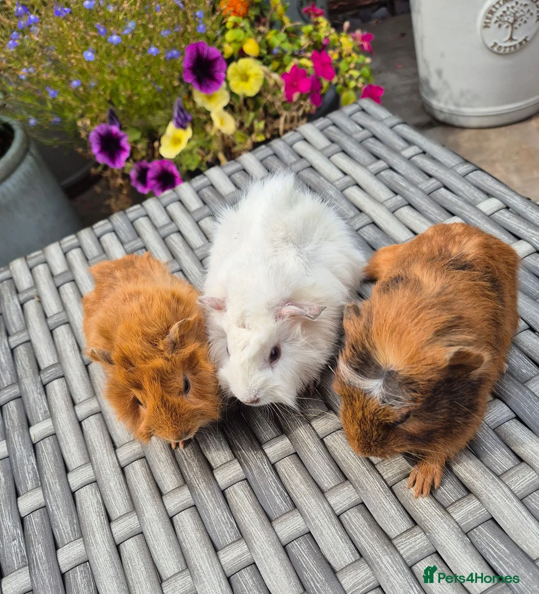 Guinea Pig rodents for sale: Beautiful Baby Sows Smooth and Funkyy Coats - Advert 2