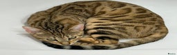 Bengal cats for sale: Beautiful Bengal Mix Kittens - Advert 1