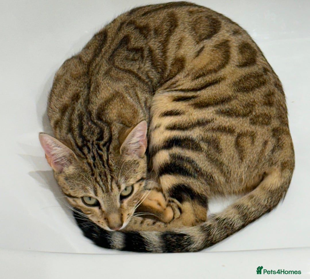 Bengal cats for sale: Beautiful Bengal Mix Kittens - Advert 1