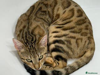 Bengal cats Beautiful Bengal Mix Kittens - Advert 1