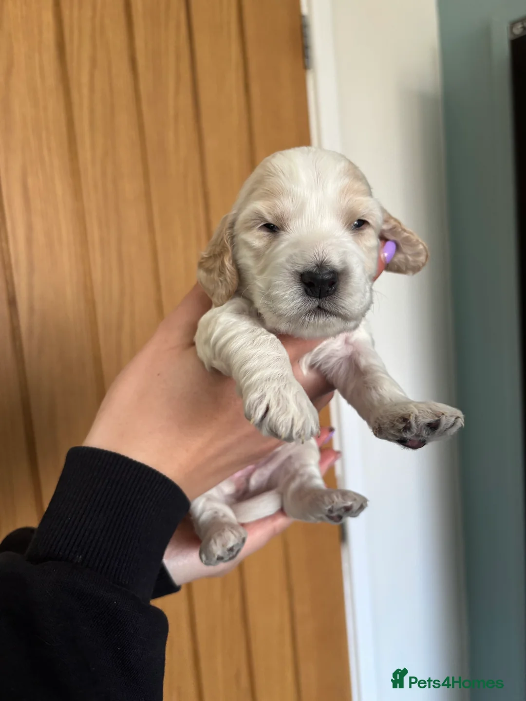 Cockapoo dogs for sale: Beautiful cockapoo puppies  - Advert 2