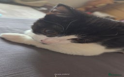 Mixed Breed cats for sale: Kittens  - Image 2