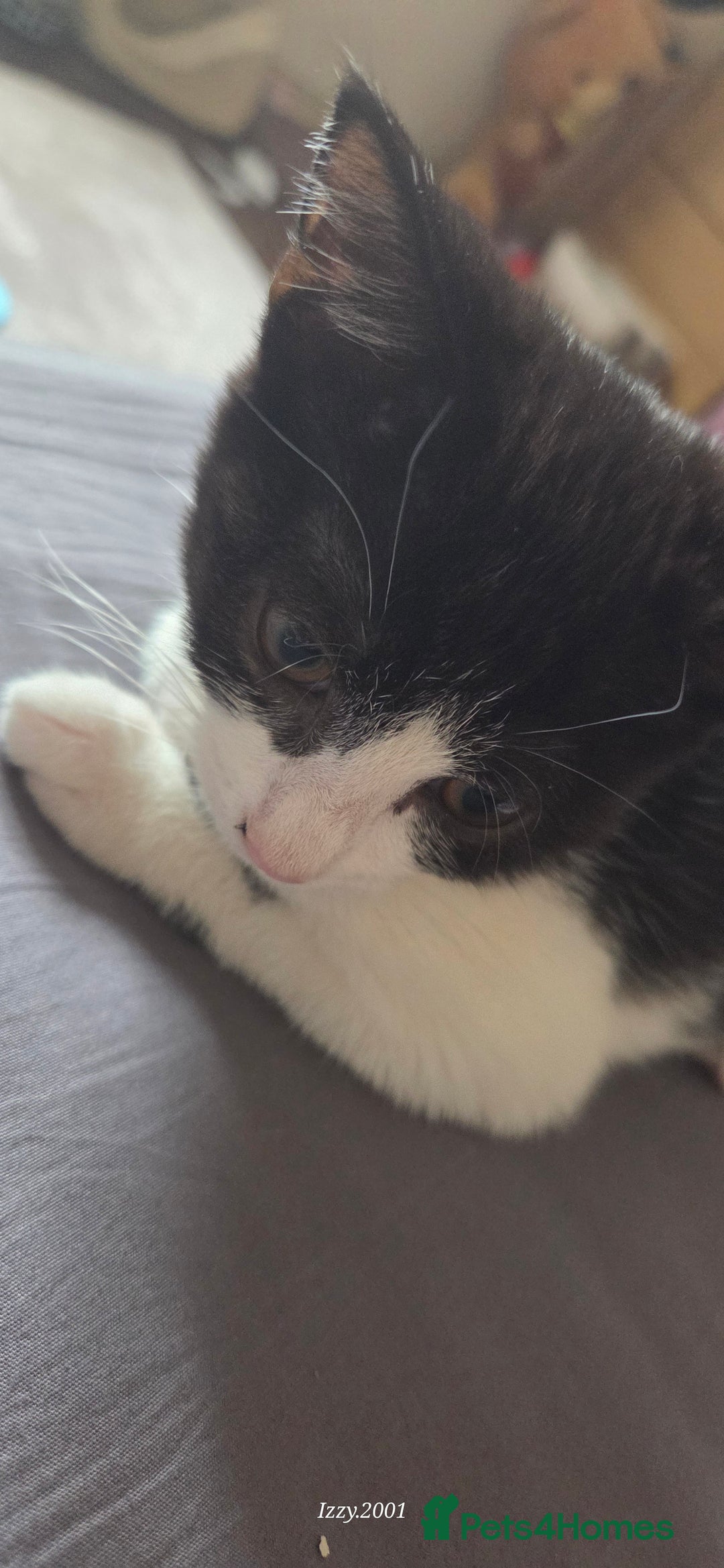 Mixed Breed cats for sale: Kittens  - Image 2