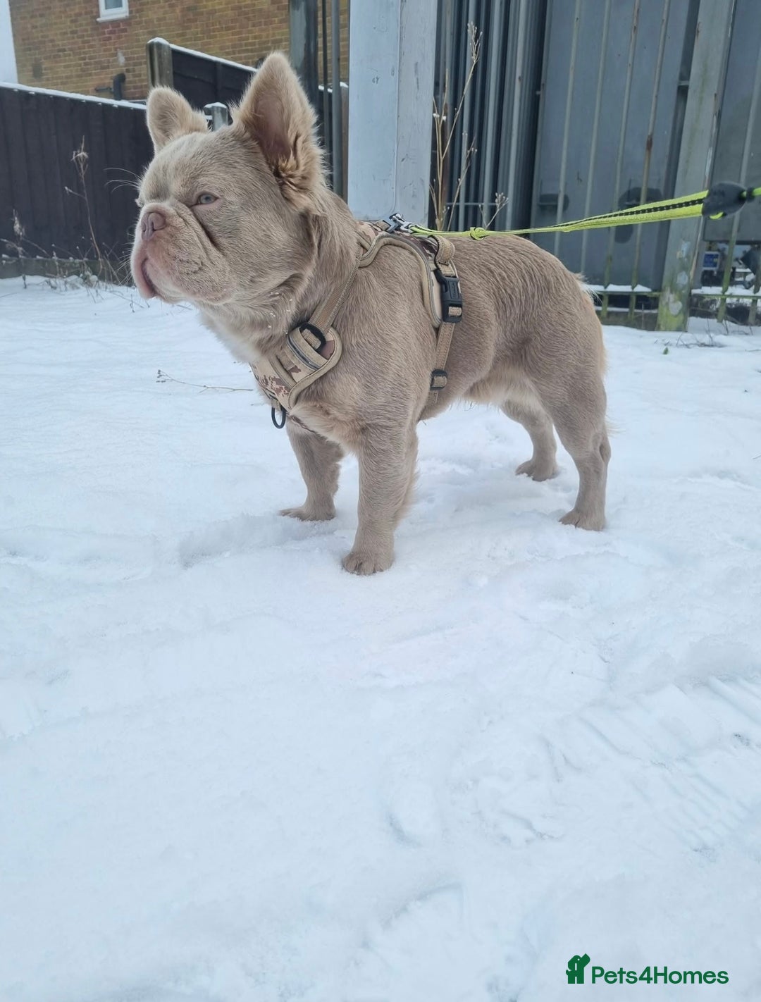 French Bulldog dogs for stud: ⭐️Bowser the fluffy stud⭐️ - Advert 6