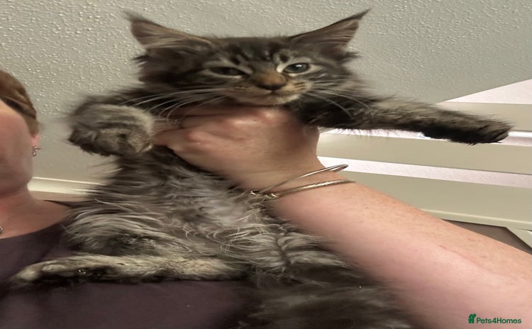 Maine Coon cats - Advert 1