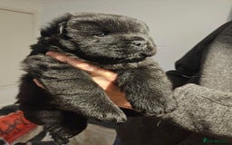 Chow Chow dogs for sale: Chow chow puppies  - Image 12