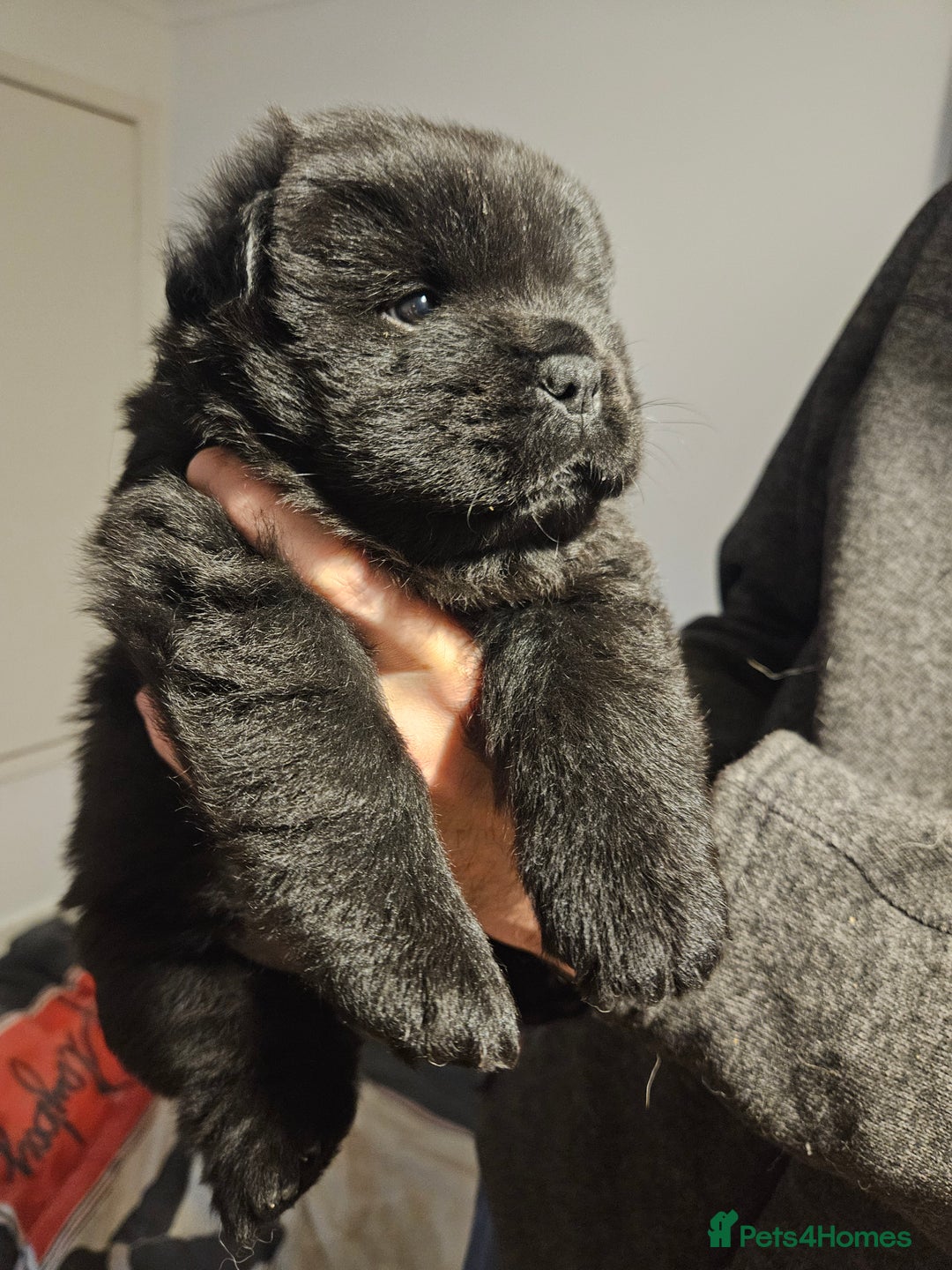 Chow Chow dogs for sale: Chow chow puppies  - Image 12