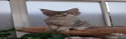 Maine Coon cats for sale: Stunning Tica registered Maine coon kittens - Advert 7