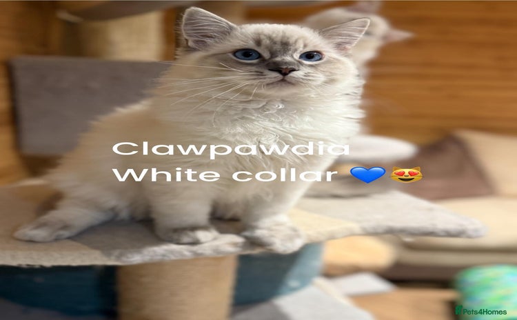 Ragdoll cats - Advert 8