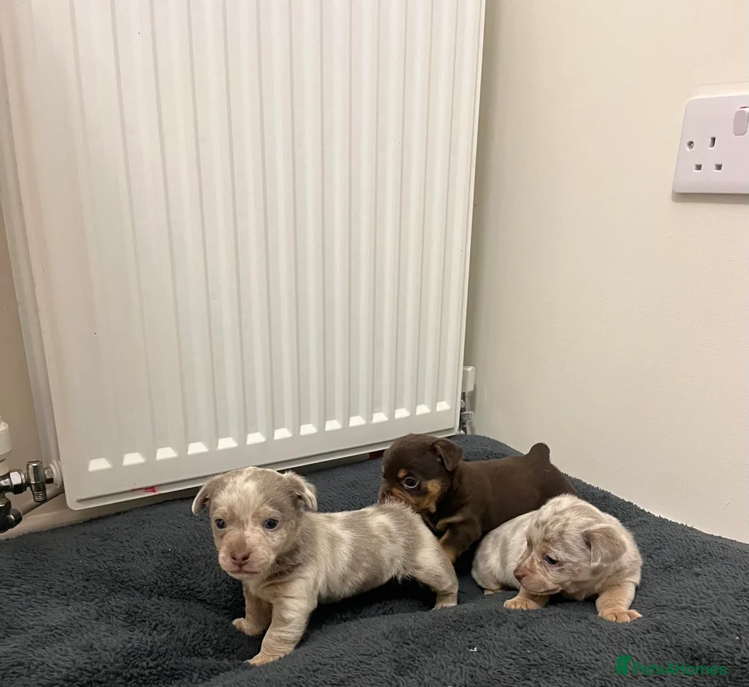 Jack Russell dogs for sale: Stunning Lilac Merle/chocolate jack Russel puppies - Advert 4