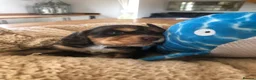 Cocker Spaniel dogs for sale: KC REG SHOW COCKER SPANIEL PUPPIES 🩷💙 - Advert 33