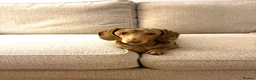 Miniature Dachshund dogs for stud: Richmond the sausage -KC Reg-DNA tested,Proven in Porth - Advert 3