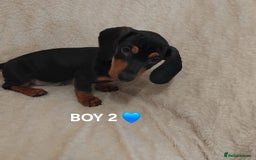 Dachshund dogs for sale: dachshund puppies for sale  - Image 7