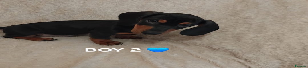 Dachshund Puppy 2