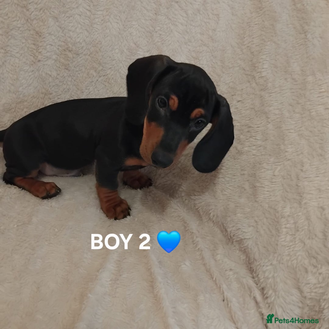 Dachshund dogs for sale: dachshund puppies for sale  - Image 7