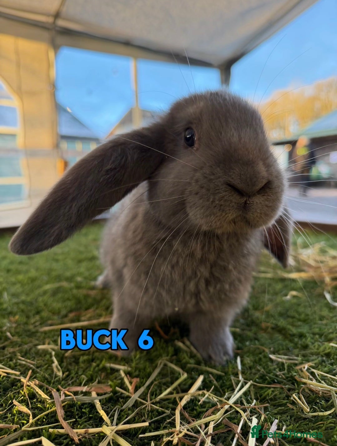 French Lop rabbits for sale: Handsome French Lop Bucks🐰💙 - Advert 6