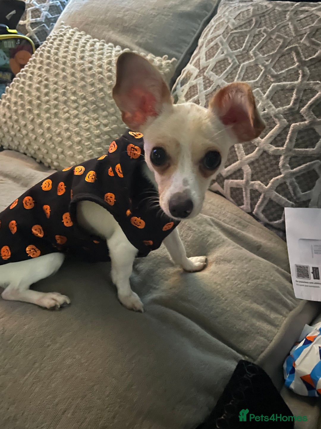 Chiweenie dogs for sale: Beautiful girl  - Advert 5