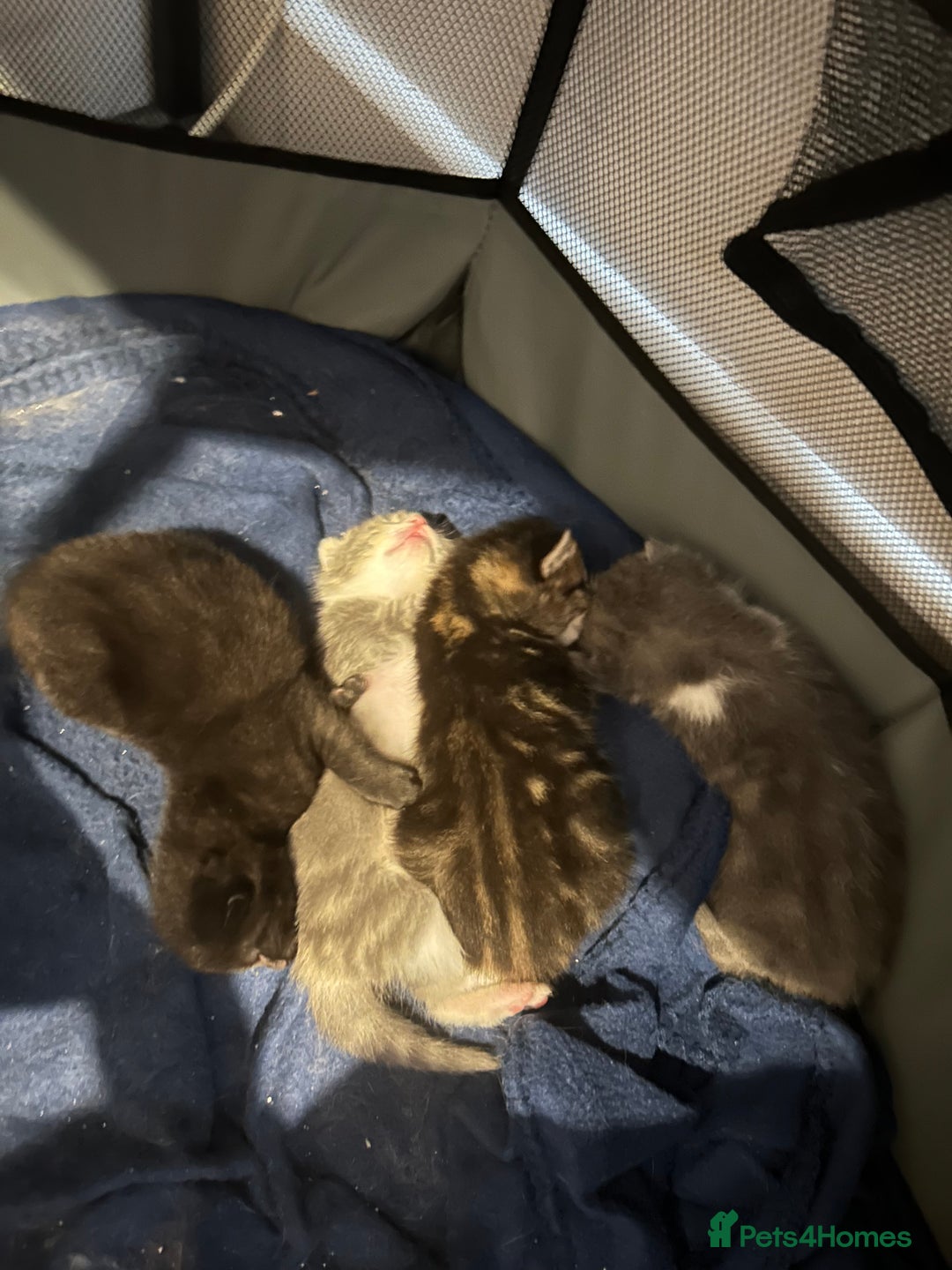 Maine Coon cats for sale: Maine coon cross kittens  - Image 29