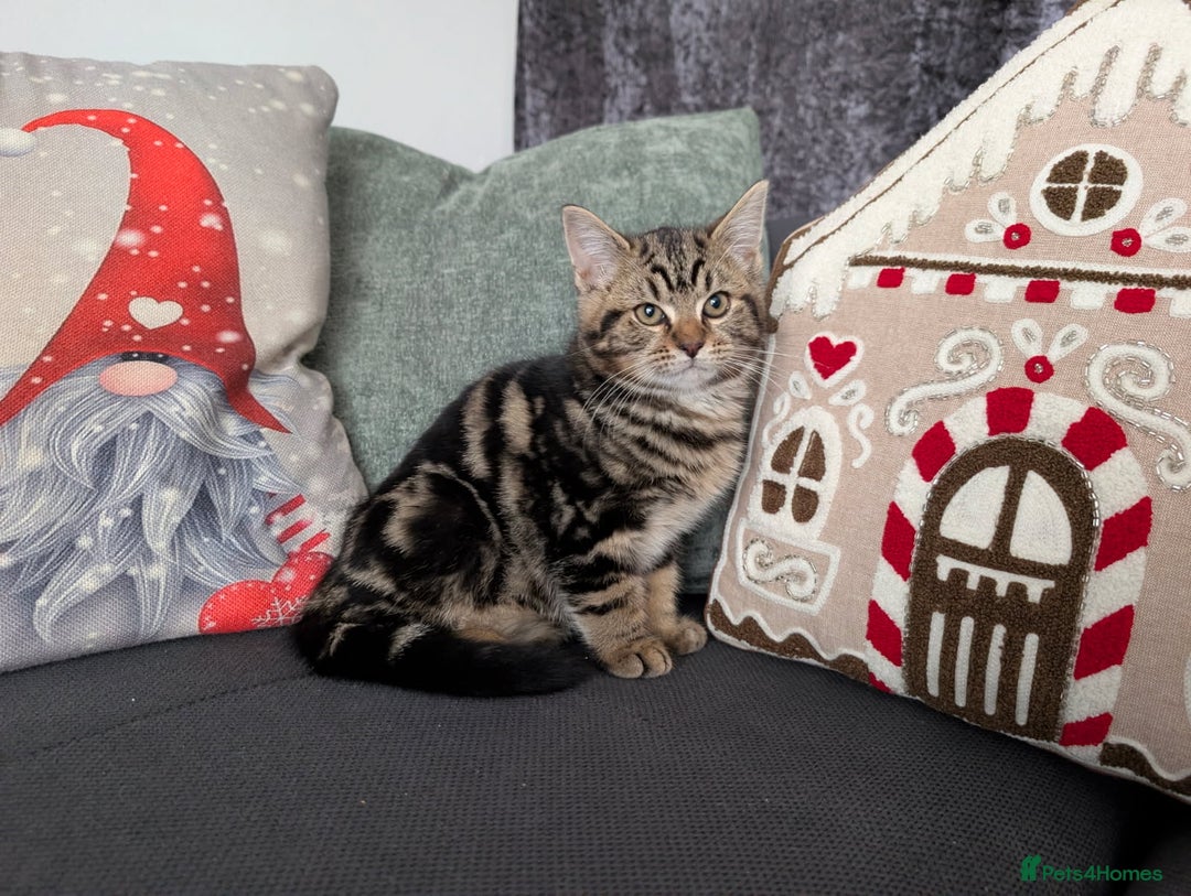 Ragdoll cats for sale: Ragdoll x BSH/MaineCoon kittens  - Advert 2