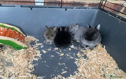 Netherland Dwarf rabbits for sale: Gorgeous Netherland Dwarf Rabbits - Ready in Sept - Image 3