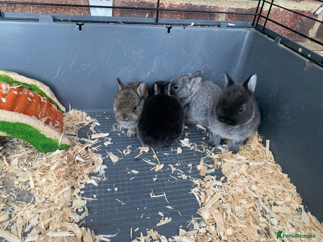 Netherland Dwarf rabbits for sale: Gorgeous Netherland Dwarf Rabbits - Ready in Sept - Image 3