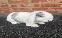 Mixed Breed rabbits for sale: Stunning mixed breed rabbits females  - Image 7