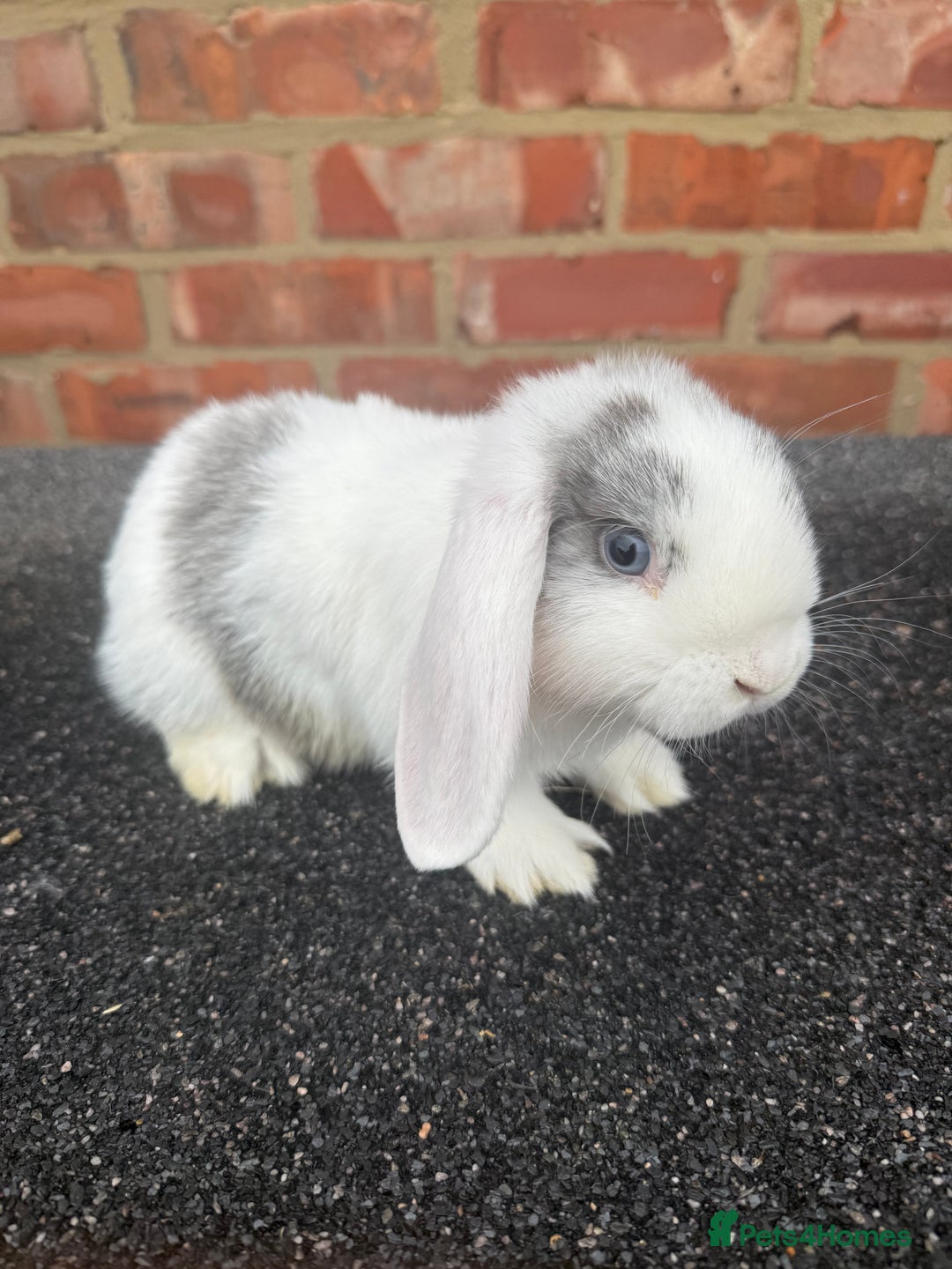 Mixed Breed rabbits for sale: Stunning mixed breed rabbits females  - Image 7