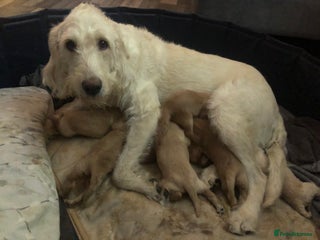 Labradoodle dogs 8 Beautiful Labradoodle Puppies - Advert 4