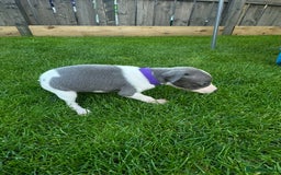 Whippet dogs for sale: ⭐️ KC Whippet pups blue and white. ⭐️ - Image 15