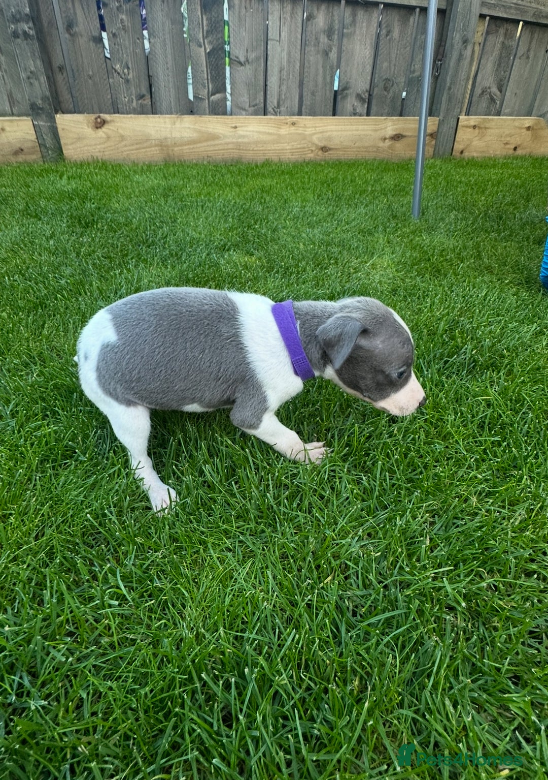 Whippet dogs for sale: ⭐️ KC Whippet pups blue and white. ⭐️ - Image 15