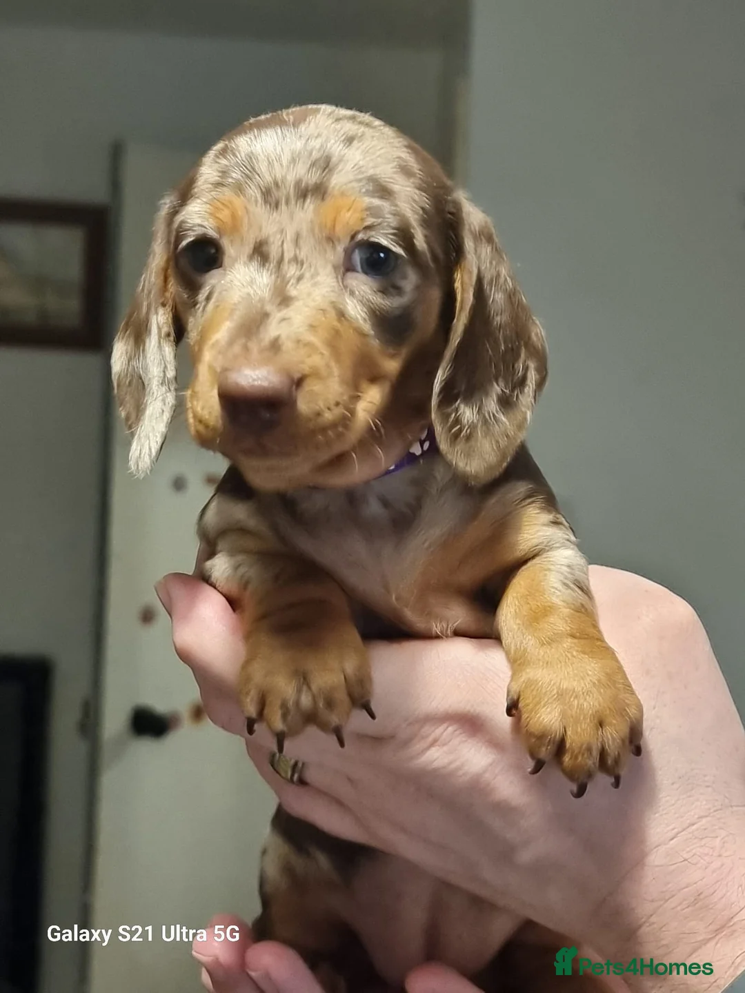 Miniature Dachshund dogs for sale: Miniature dachshund  - Advert 31