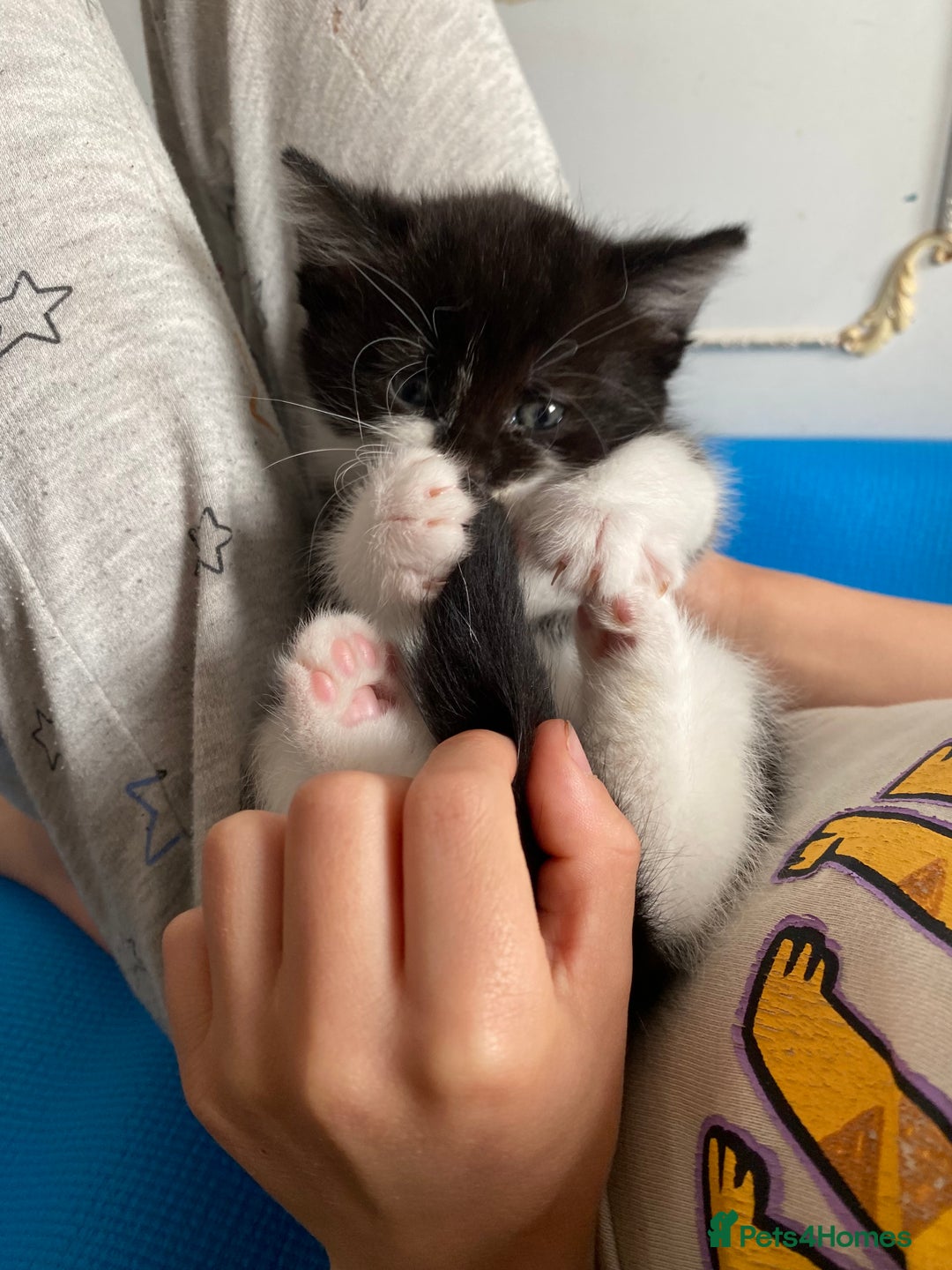 Mixed Breed cats for sale: beautiful kittens - Image 19