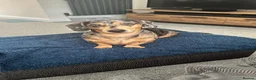 Dachshund dogs for sale: 7 year old Dachshund in Winsford - Advert 2