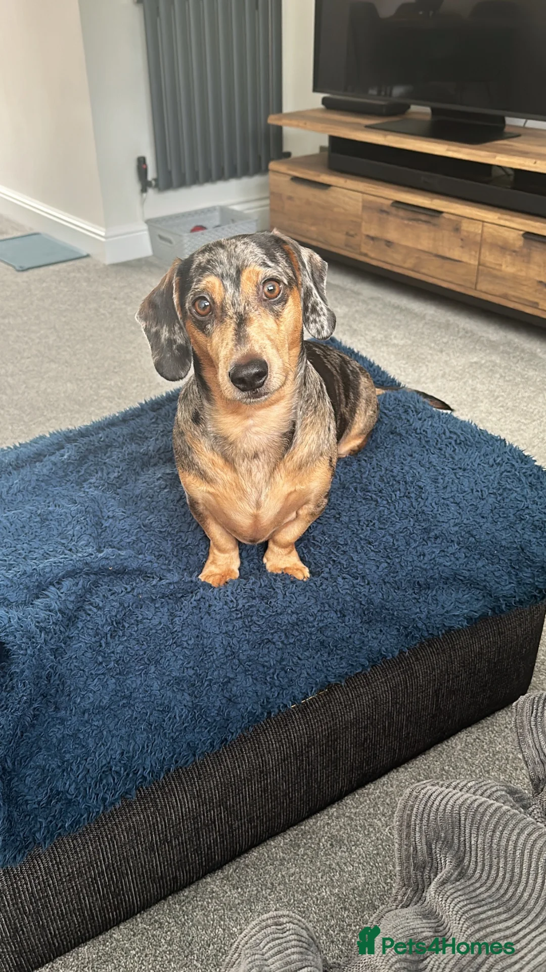 Dachshund dogs for sale: 7 year old Dachshund in Winsford - Advert 2