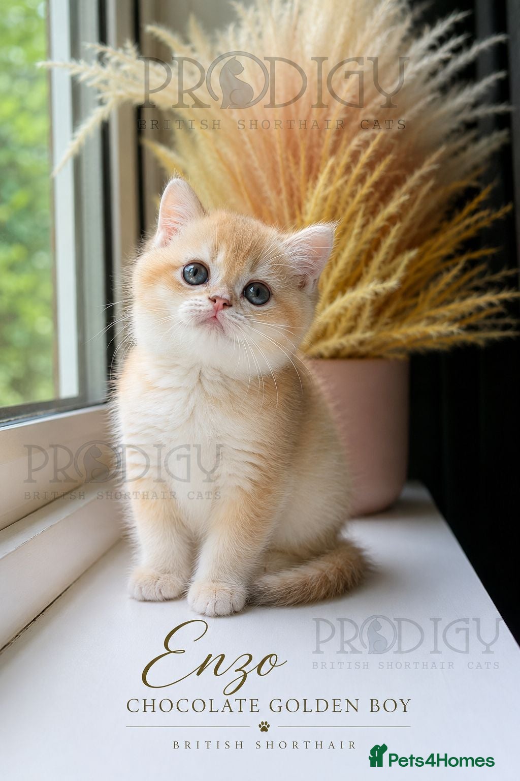 British Shorthair cats Exceptional Rare GCCF Golden BSH Kittens - Advert 1