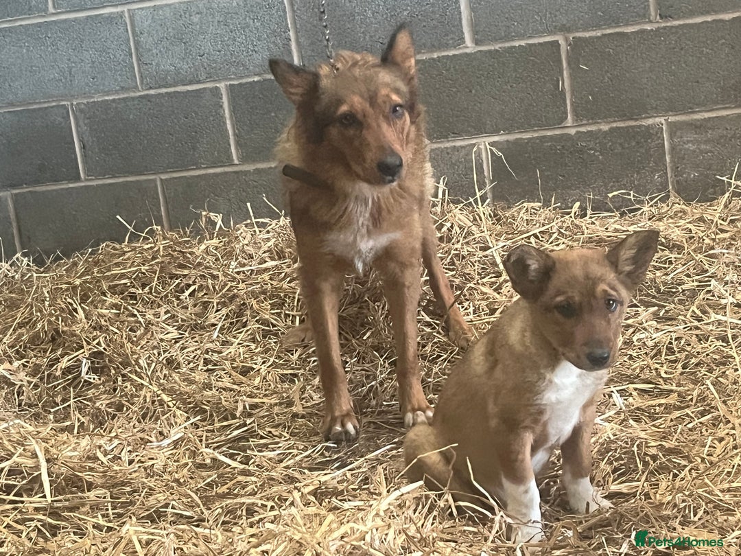 Border Collie dogs for sale: 5 border collie - Image 10