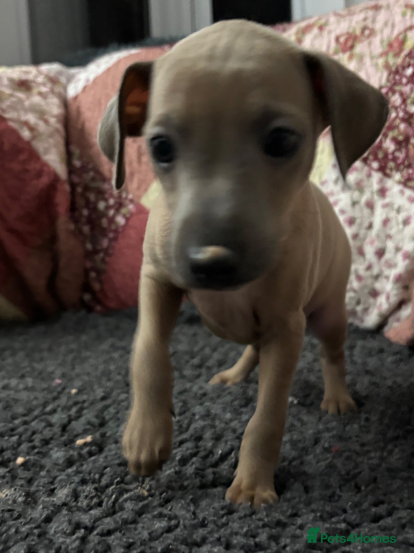 Italian Greyhound dogs Kc Italian fawn boys  - Advert 1