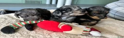 Doxiepoo dogs for sale: Stunning dachshund/poodle pups - Advert 24